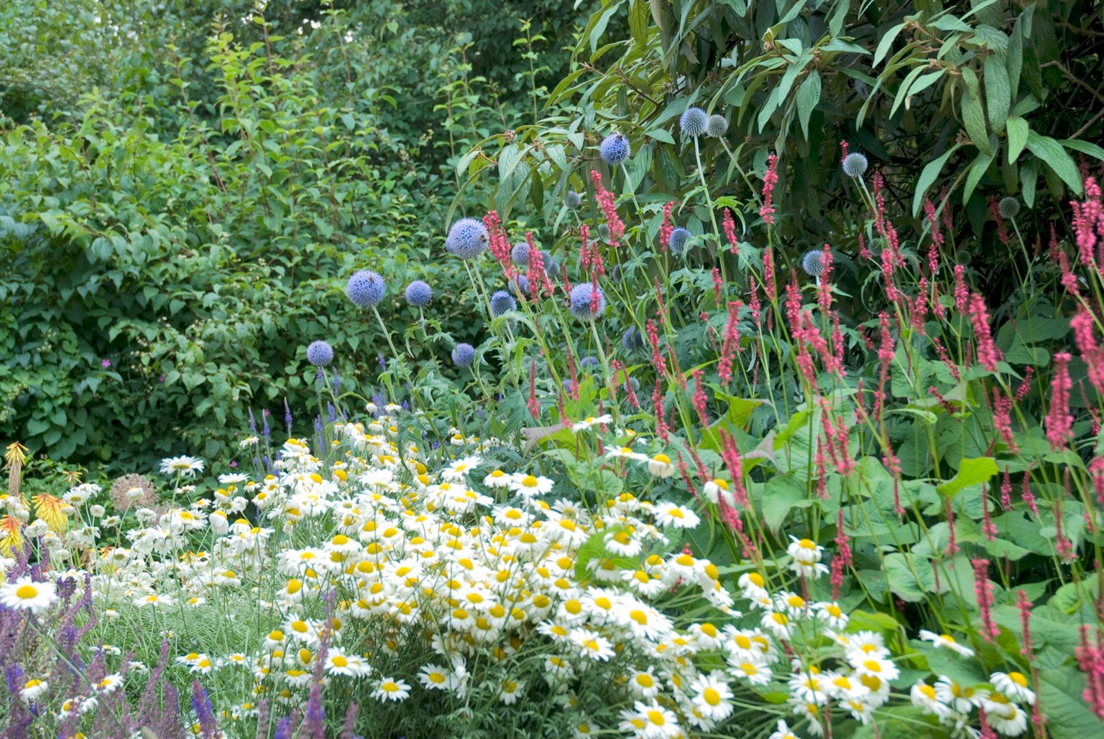 Flowers and Garden Coloring