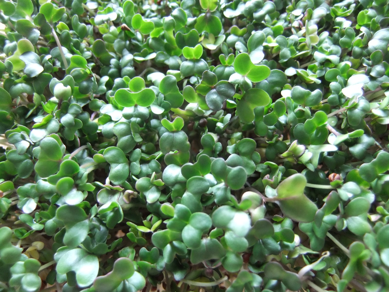 Life Cycle of a Plant