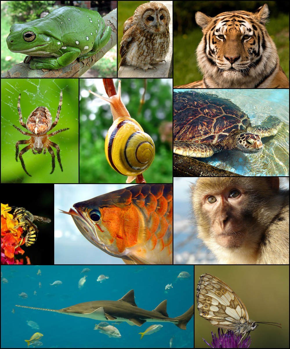 Basic Animal Classification