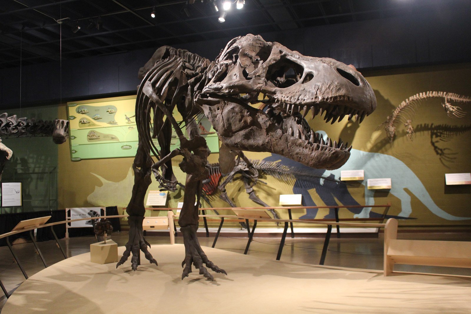 Dinosaurs