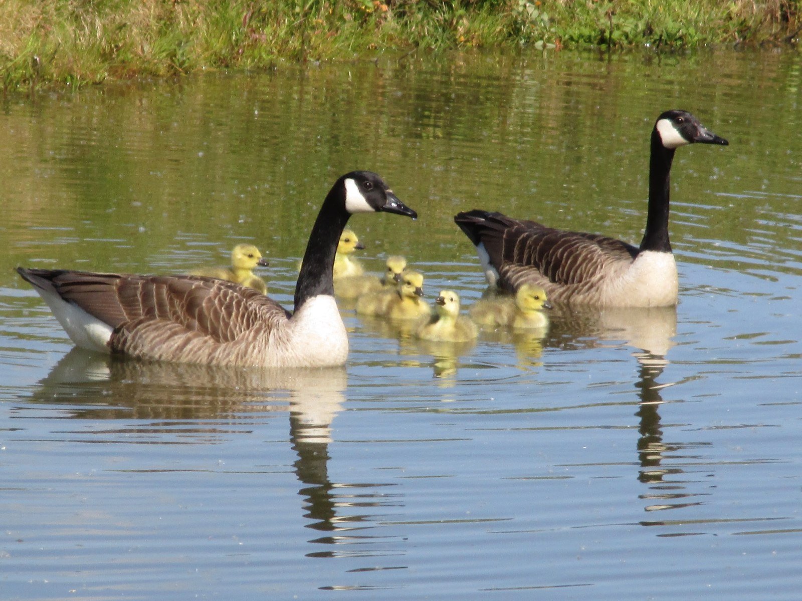 The Little Goose Learns to Swim