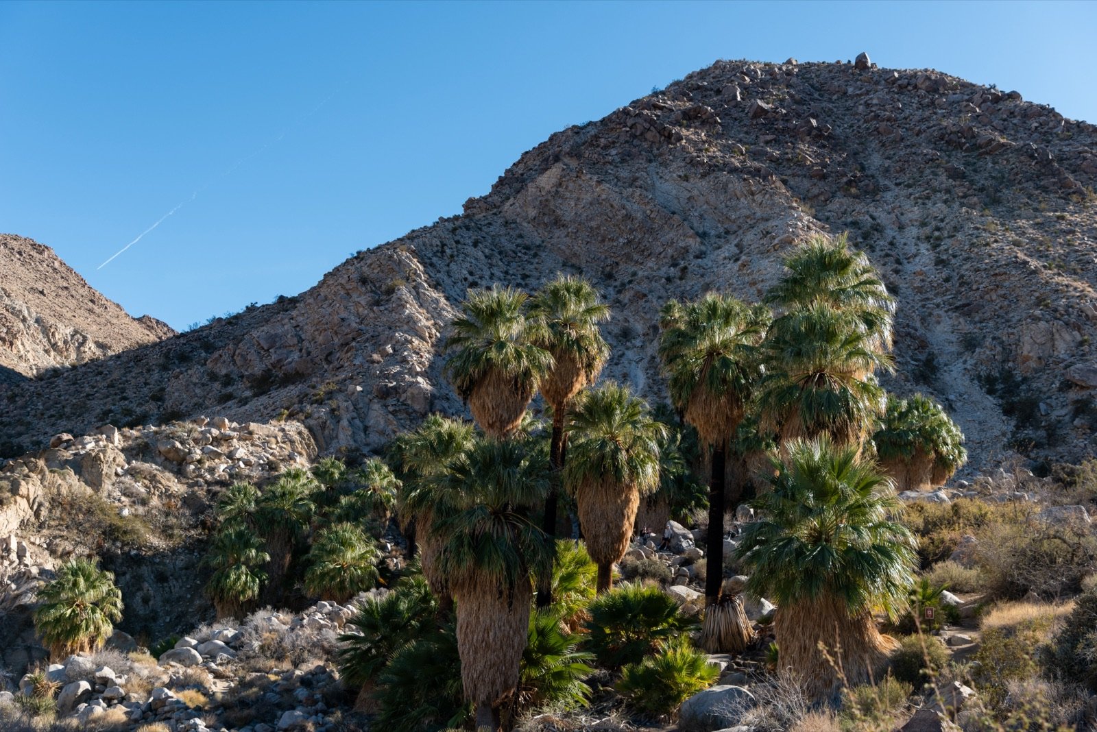 Adventure in the Palm Forest