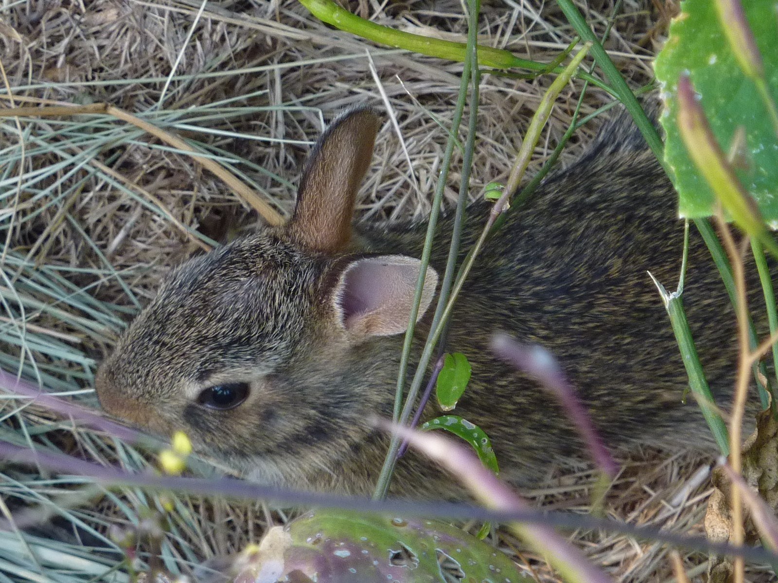 The Rabbit Who Learned Patience