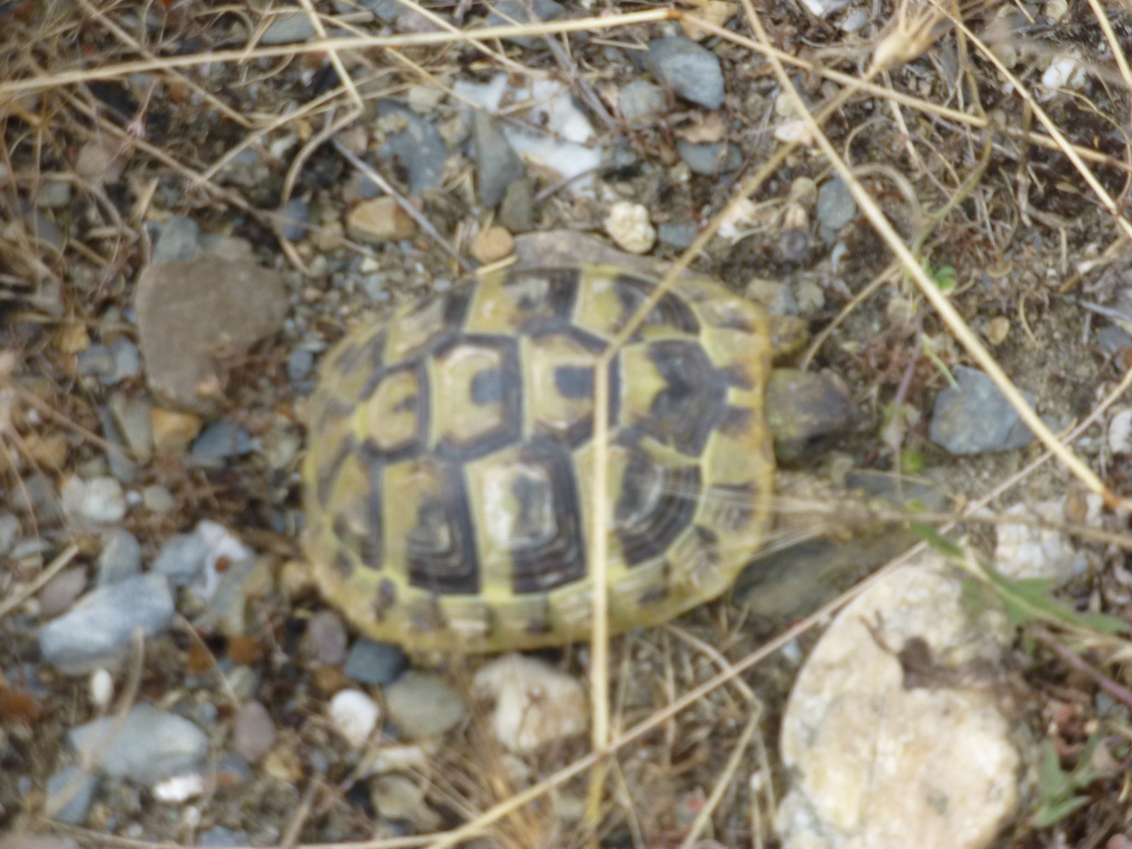 The Tortoise and the Dry Lake